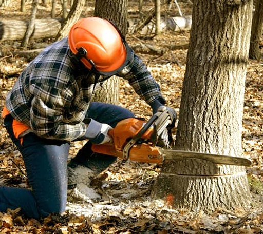 Tree Removal in Waveland, MS